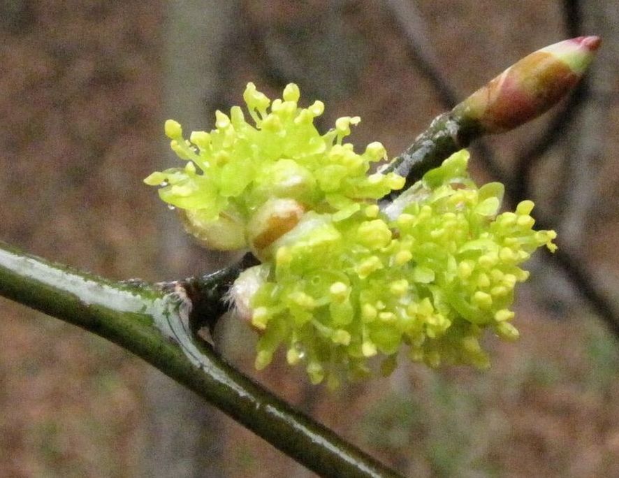 �l�G�̐X�A�X�V��