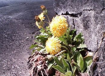 �l�G�̐X�A�X�V��