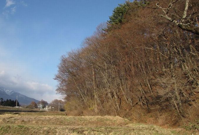 �l�G�̐X�A�X�V��