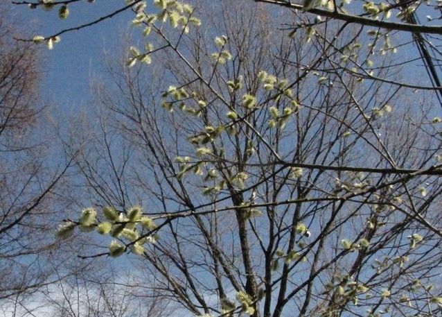 �l�G�̐X�A�X�V��