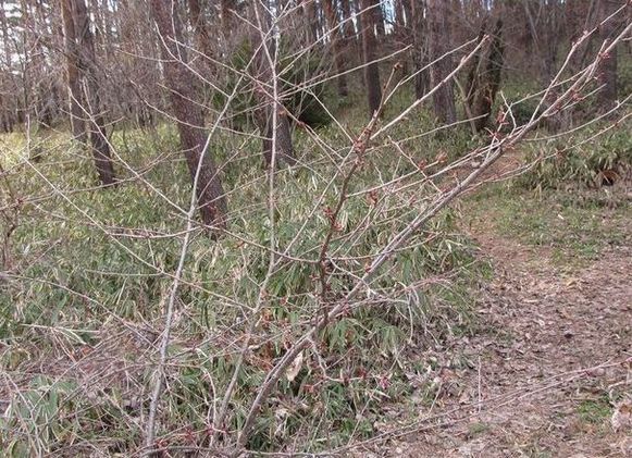 �l�G�̐X�A�X�V��