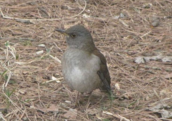 �l�G�̐X�A�X�V��