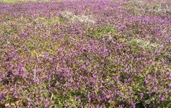 �l�G�̐X�A�X�V��