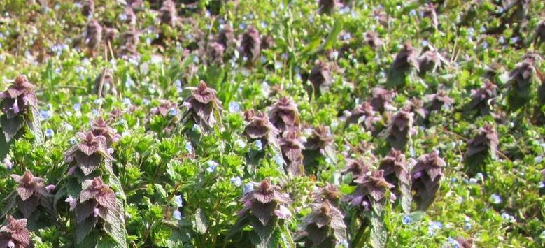 �l�G�̐X�A�X�V��