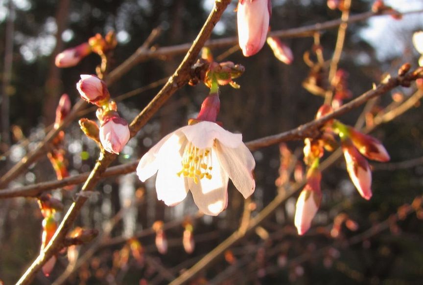 �l�G�̐X�A�X�V��