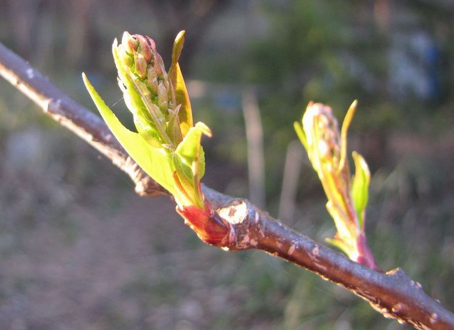 �l�G�̐X�A�X�V��