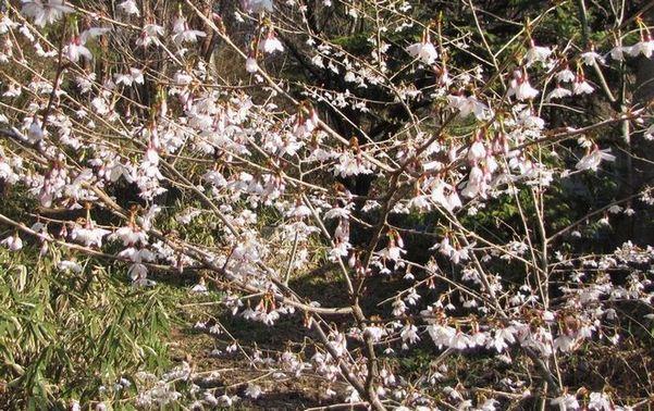 �l�G�̐X�A�X�V��