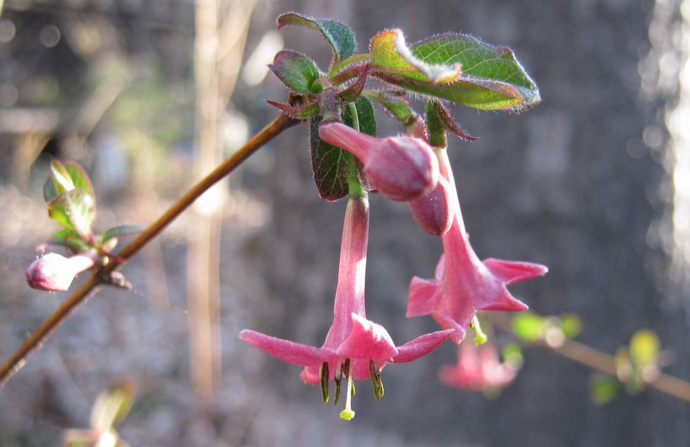 �l�G�̐X�A�X�V��