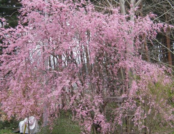 �l�G�̐X�A�X�V��