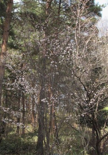 �l�G�̐X�A�X�V��