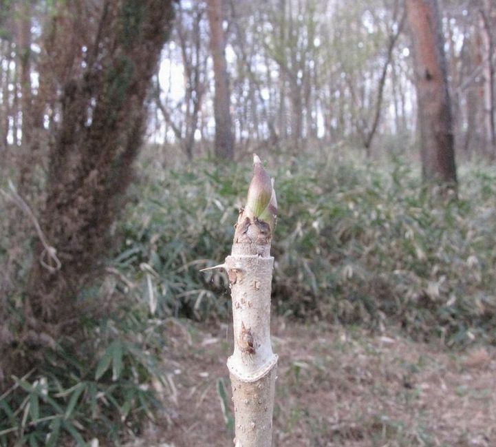 �l�G�̐X�A�X�V��