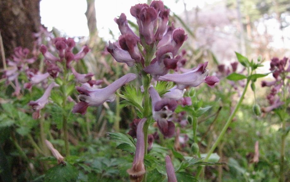 �l�G�̐X�A�X�V��