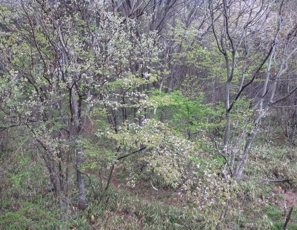 �l�G�̐X�A�X�V��