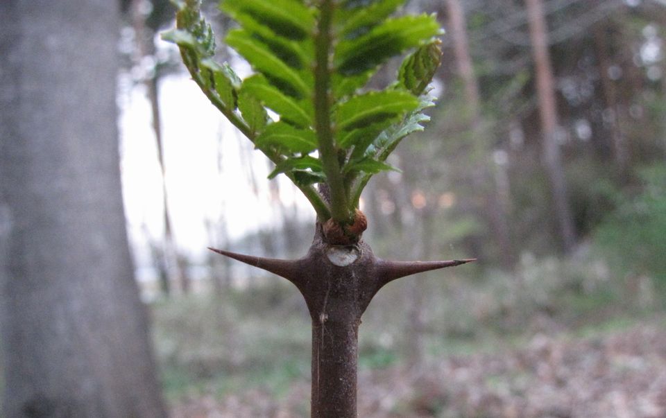 �l�G�̐X�A�X�V��