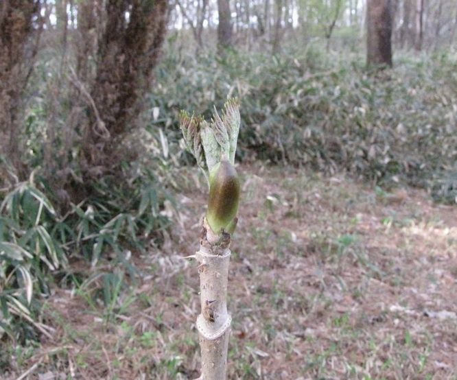 �l�G�̐X�A�X�V��