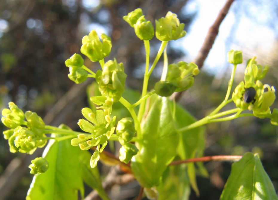 �l�G�̐X�A�X�V��