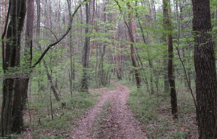 �l�G�̐X�A�X�V��