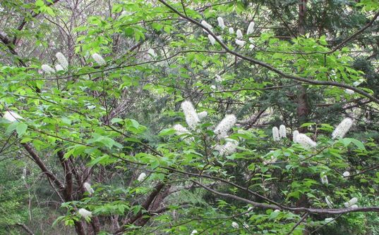 �l�G�̐X�A�X�V��