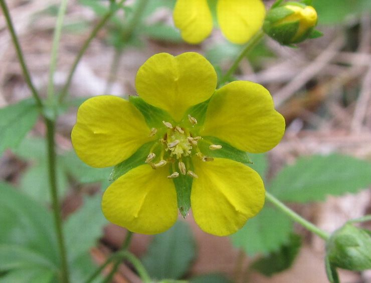 �l�G�̐X�A�X�V��