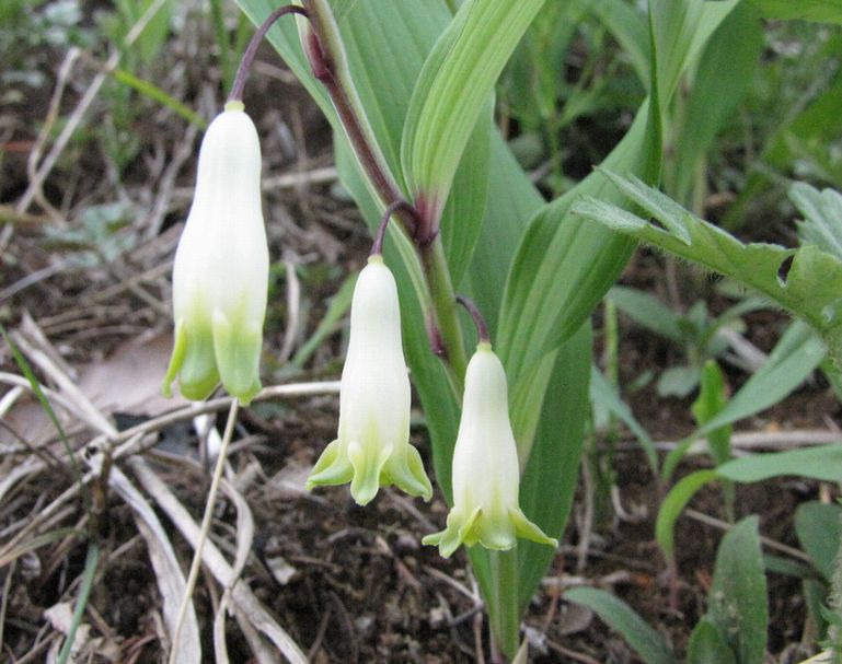 �l�G�̐X�A�X�V��