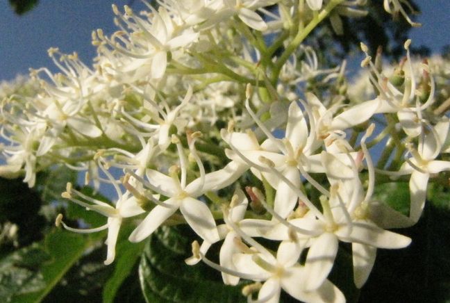 �l�G�̐X�A�X�V��