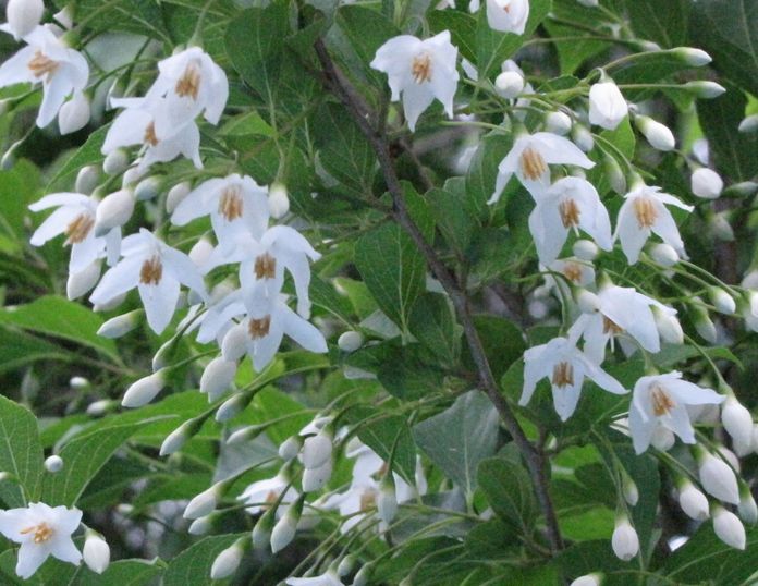 �l�G�̐X�A�X�V��