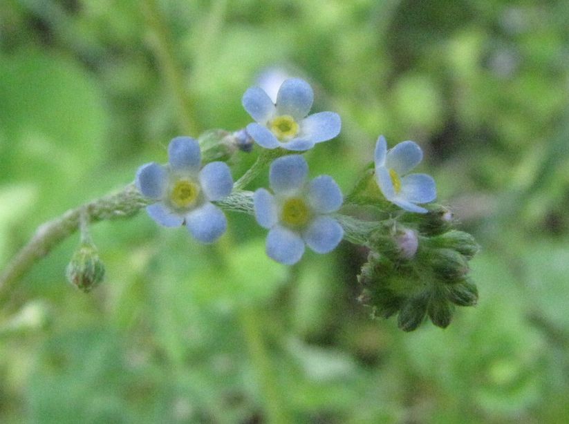 �l�G�̐X�A�X�V��