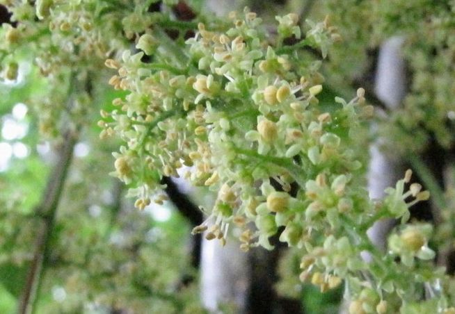 �l�G�̐X�A�X�V��