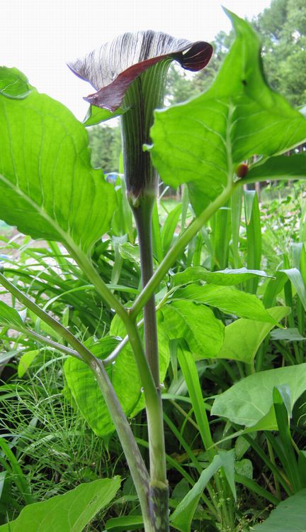 �l�G�̐X�A�X�V��