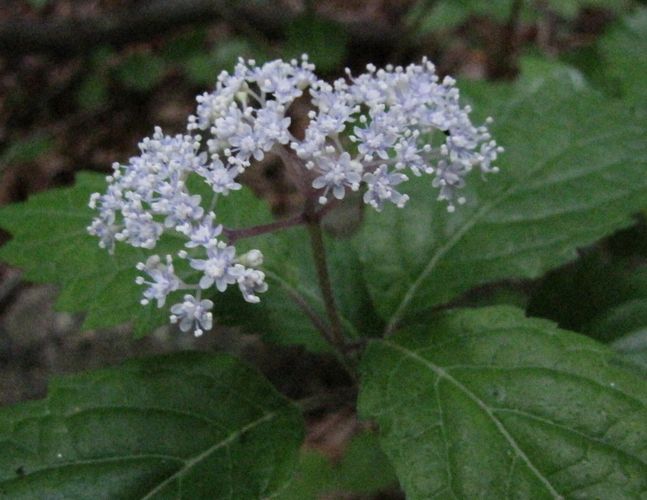 �l�G�̐X�A�X�V��