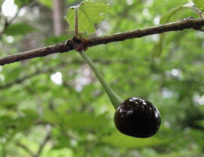 �l�G�̐X�A�X�V��