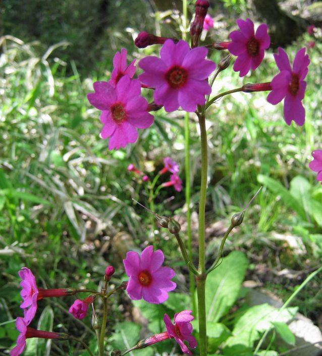 �l�G�̐X�A�X�V��