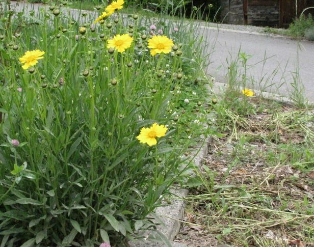 �l�G�̐X�A�X�V��