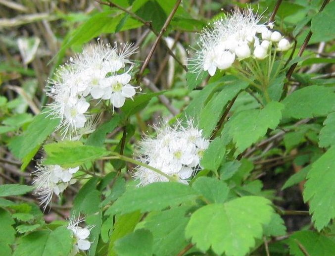 �l�G�̐X�A�X�V��