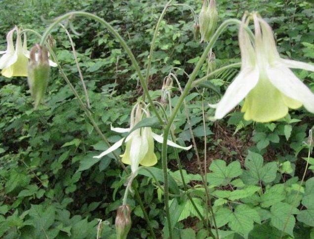 �l�G�̐X�A�X�V��