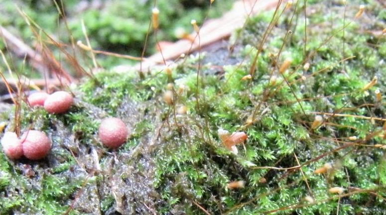 �l�G�̐X�A�X�V��