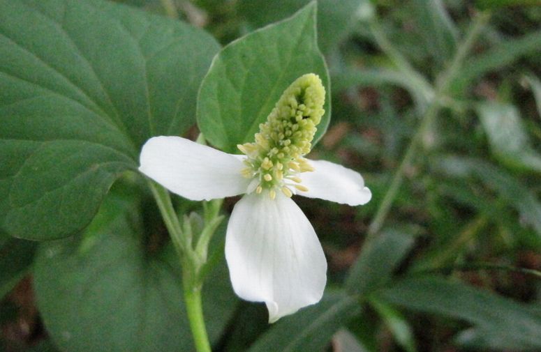 �l�G�̐X�A�X�V��