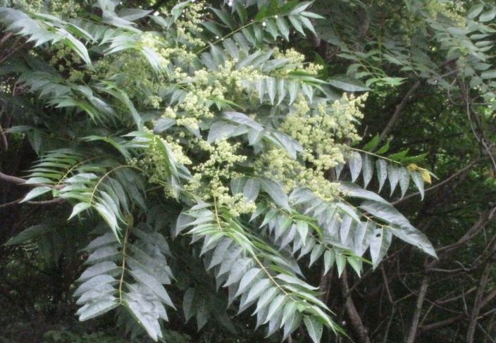 �l�G�̐X�A�X�V��