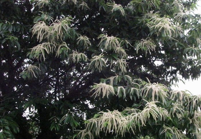 �l�G�̐X�A�X�V��