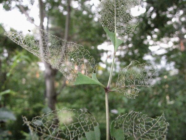 �l�G�̐X�A�X�V��