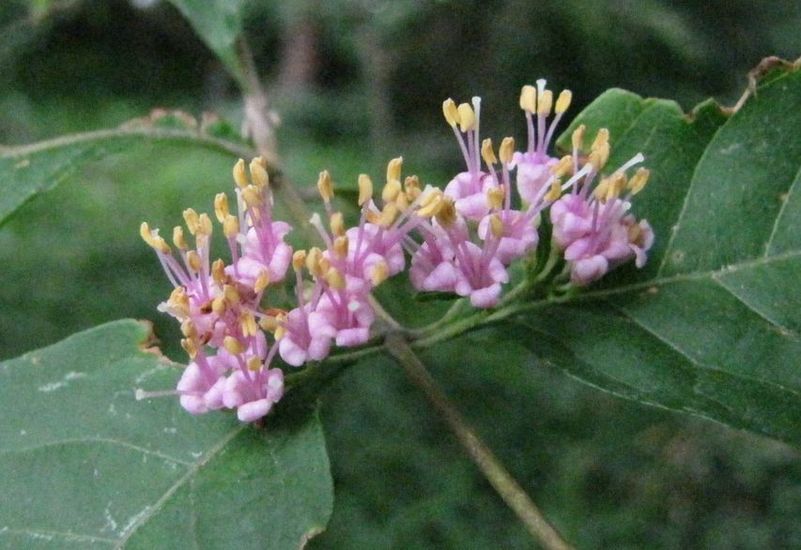 �l�G�̐X�A�X�V��