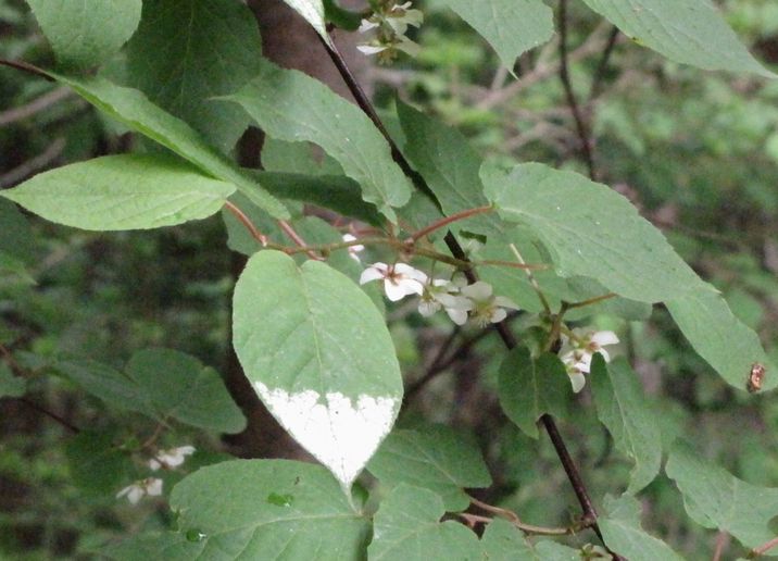 �l�G�̐X�A�X�V��