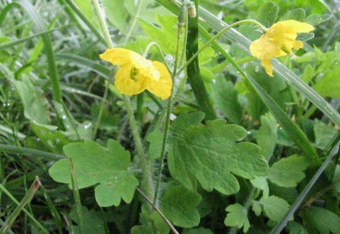 �l�G�̐X�A�X�V��