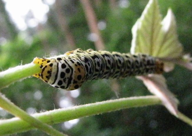 �l�G�̐X�A�X�V��