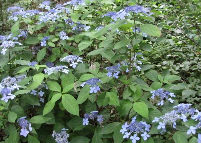 �l�G�̐X�A�X�V��