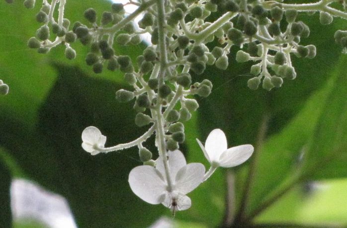 �l�G�̐X�A�X�V��