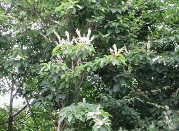 �l�G�̐X�A�X�V��