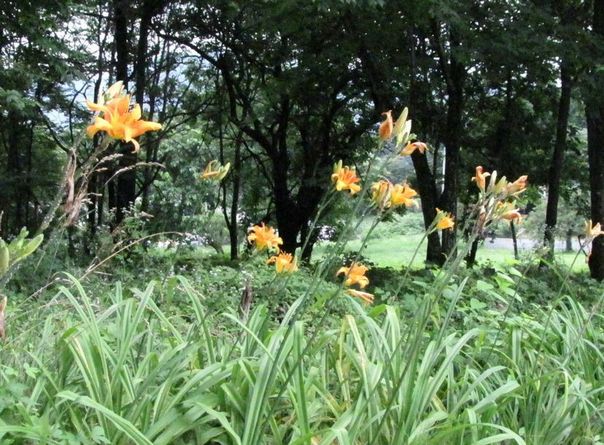 �l�G�̐X�A�X�V��