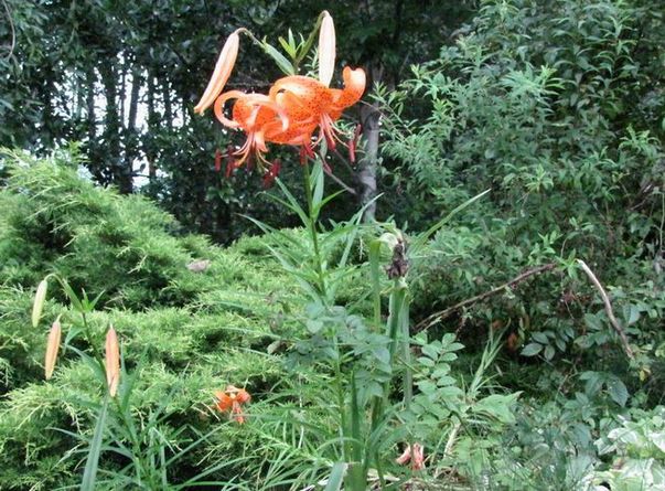 �l�G�̐X�A�X�V��