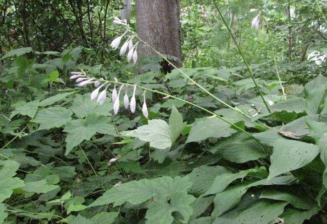 �l�G�̐X�A�X�V��